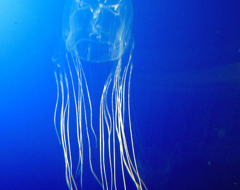 Medusas caja habitan en manglares de Australia. / Foto: NaturalistaCO.