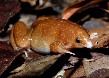 Las "ranas invisibles" obtienen su nombre de su color parecido a la hojarasca donde se ocultan. / Foto: NaturaLista Colombia.