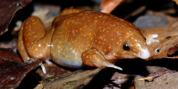 Las "ranas invisibles" obtienen su nombre de su color parecido a la hojarasca donde se ocultan. / Foto: NaturaLista Colombia.