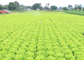 Titular del MAGA hace llamado a autoridades agrícolas de la región