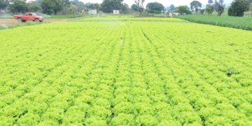 Titular del MAGA hace llamado a autoridades agrícolas de la región