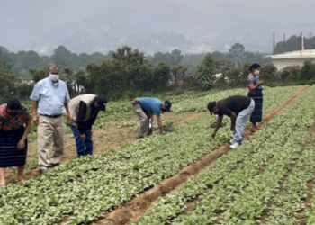 Más de 80 mil beneficiados con programa de alimentación. /Foto; MAGA