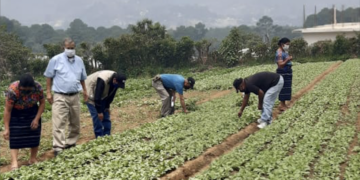 Más de 80 mil beneficiados con programa de alimentación. /Foto; MAGA