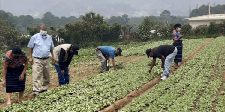 Más de 80 mil beneficiados con programa de alimentación. /Foto; MAGA