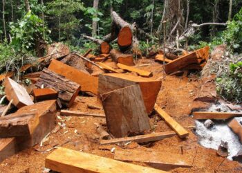 Replantar distintas especies arbóreas ayuda a llenar las necesidades del ecosistema. / Foto: EFE Verde.
