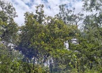 Realizan sexto pago de incentivos forestales en Huehuetenango