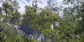 Realizan sexto pago de incentivos forestales en Huehuetenango