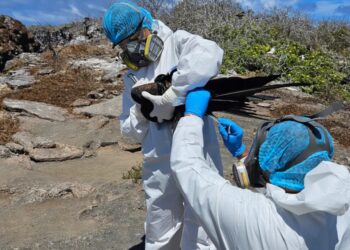 Toma de muestras de aves por gripe aviar en Islas Galápagos. / Foto: EFE.