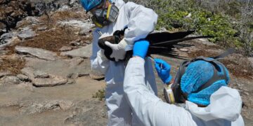 Toma de muestras de aves por gripe aviar en Islas Galápagos. / Foto: EFE.