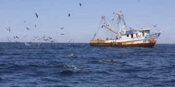 Invitan a aplicar a una de las becas para ser marino mercante. /Foto: DCA