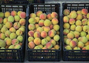 Guatemala envía el la primera exportación de melocotones a México