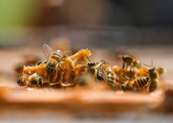 Las abejas, reconstructoras del ecosistema natural y fuente de trabajo