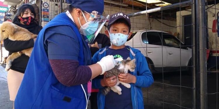 Invitan a llevar a sus mascotas a la jornada de vacunación antirrábica en Totonicapán