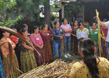 El lirio acuático cambia de plaga a recurso valioso en San Cristóbal Verapaz