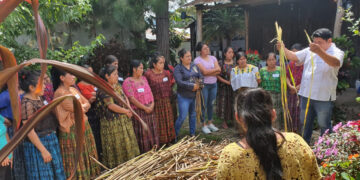 El lirio acuático cambia de plaga a recurso valioso en San Cristóbal Verapaz