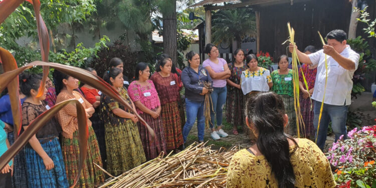 El lirio acuático cambia de plaga a recurso valioso en San Cristóbal Verapaz