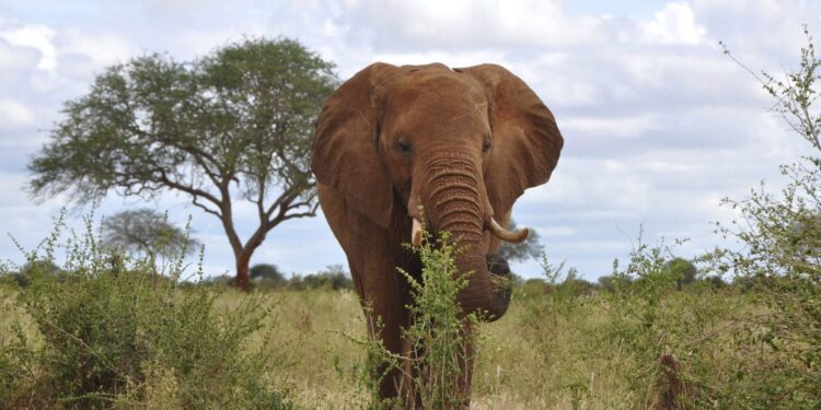 Animales temen más a las voces humanas. / Foto: EFE.