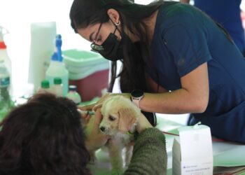 Jornada de vacunación contra la rabia. /Foto: DCA