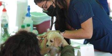 Jornada de vacunación contra la rabia. /Foto: DCA