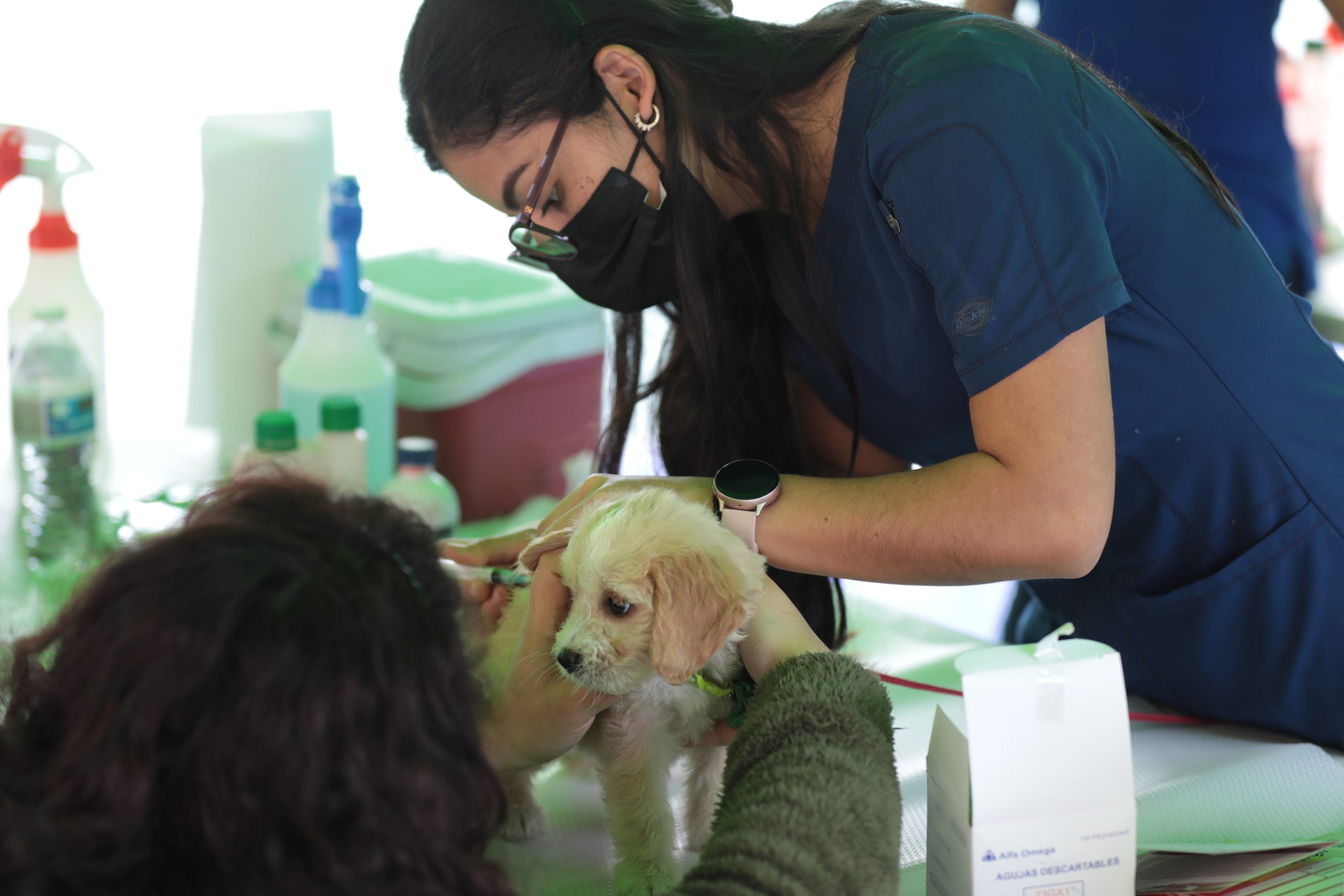 Rabies Vaccination Day for Dogs and Cats in Guatemala