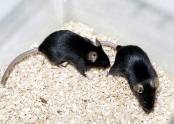 Hormonas preparan el cerebro de los ratones para criar. / Foto: EFE, Fernando Alvarado, Archivo.