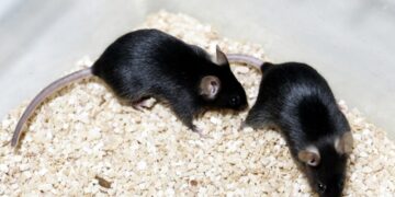 Hormonas preparan el cerebro de los ratones para criar. / Foto: EFE, Fernando Alvarado, Archivo.