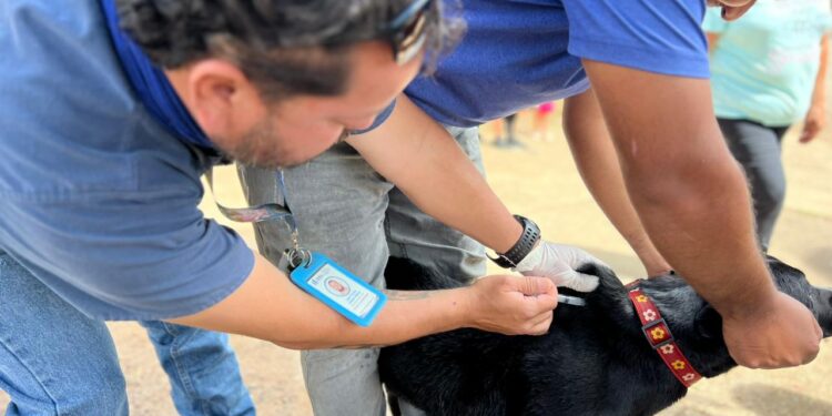 Autoridades de salud vacunaron a mascotas en Santa Rosa. /Foto: MSPAS