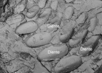 Analizaron componentes de coprolitos de culturas precolombinas. / Foto: Sandra Barrios de Pedro, noticias de la ciencia.