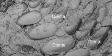 Analizaron componentes de coprolitos de culturas precolombinas. / Foto: Sandra Barrios de Pedro, noticias de la ciencia.