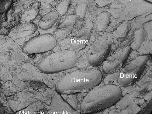 Analizaron componentes de coprolitos de culturas precolombinas. / Foto: Sandra Barrios de Pedro, noticias de la ciencia.