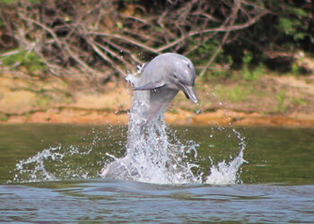 Delfines rosados del Amazonas. / Foto: EFE.