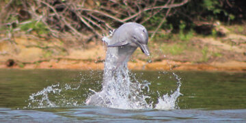 Delfines rosados del Amazonas. / Foto: EFE.