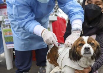 Llevan a cabo jornada de vacunación a perros y gatos en Huehuetenango