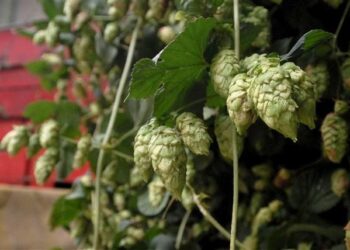 El lupulo aporta aroma y sabor a la cerveza. / Foto: EFE Agro.