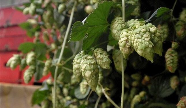 El lupulo aporta aroma y sabor a la cerveza. / Foto: EFE Agro.