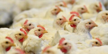 Hallaron resistencia de pollos a la gripe aviar por la edición genética. / Foto: EFE.