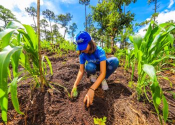 Jornada de reforestación. /Foto: Inguat
