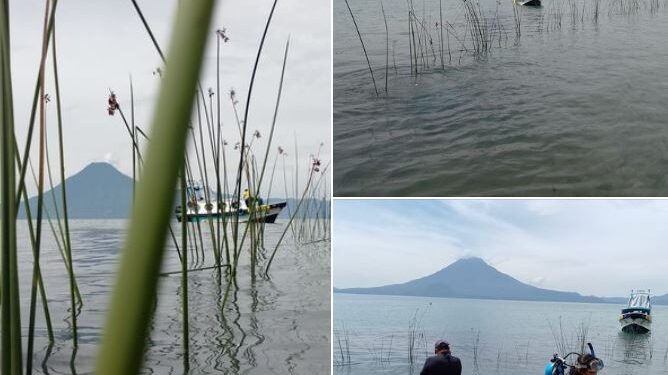 Siembra de tul en el lago de Atitlán contribuirá a preservar la biodiversidad y calidad del agua