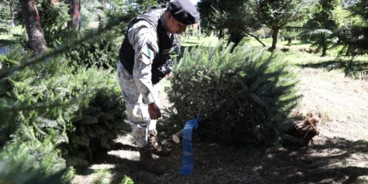 Agentes de la División de Protección a la Naturaleza (Diprona) de la Policía Nacional Civil (PNC) supervisando en el departamento de Chimaltenango.// Foto: Diprona.