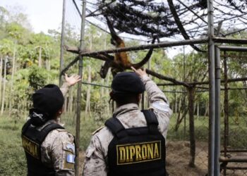 Diprona vela por la conservación de la flora y la fauna. /Foto: Mingob