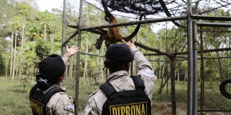Diprona vela por la conservación de la flora y la fauna. /Foto: Mingob