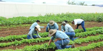 El Seguro Agrícola es una muestra del compromiso del Gobierno con el campo guatemalteco. / Foto: MAGA.