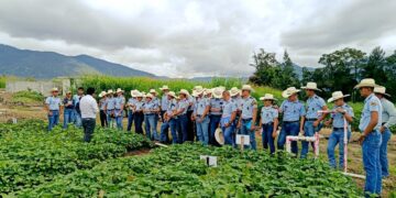 Estudiantes se sumergen en el campo agronómico. / Foto: MAGA.