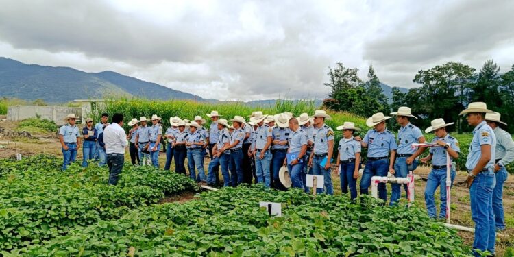 Estudiantes se sumergen en el campo agronómico. / Foto: MAGA.