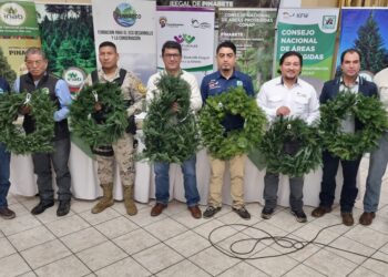 Impulsan campaña de conservación de pinabete en Huehuetenango