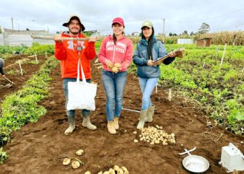 Estudiantes cosechan 6 variedades de papa en Chimaltenango