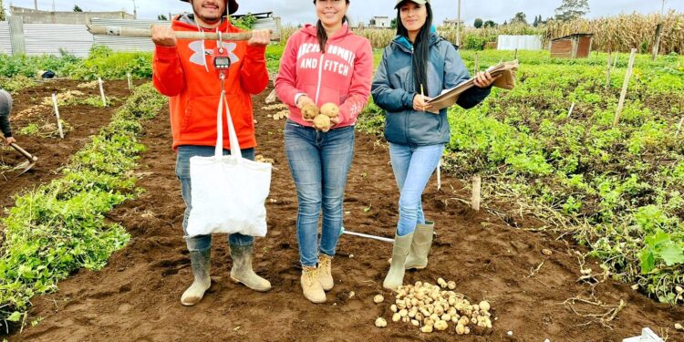 Estudiantes cosechan 6 variedades de papa en Chimaltenango