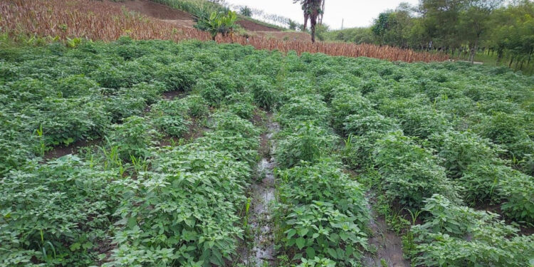 Brindan asesoramiento técnico a productores de San Luis, Petén