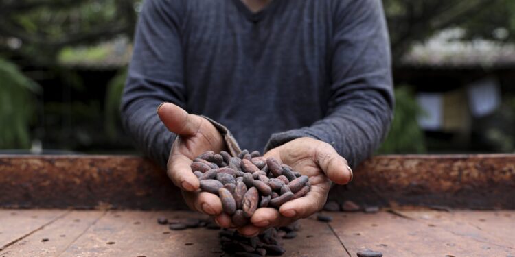 Festival del Chocolate se lleva a cabo en México. / Foto: DCA.