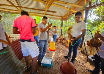 MAGA impulsa la sanidad avícola en Petén